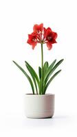 foto van amaryllis bloem in pot geïsoleerd Aan wit achtergrond. generatief ai