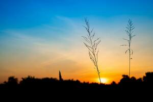 landschap bloem gras Aan veld- rijst- in de ochtend- en silhouet boom, wazig van oranje en blauw lucht achtergrond, ochtend- zonsopkomst foto