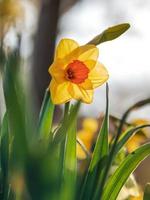 lente in straatsburg, frankrijk foto