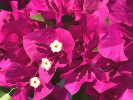 close-up zomerbloemen in de natuur foto