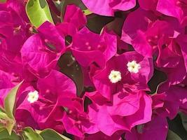 close-up zomerbloemen in de natuur foto
