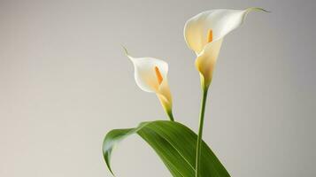 foto van mooi calla lelie bloem geïsoleerd Aan wit achtergrond. generatief ai