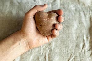de hand van een man houdt een lelijke groente vast, een hartvormige aardappel op een achtergrond van linnen doek. vierkant, lelijk eten. foto