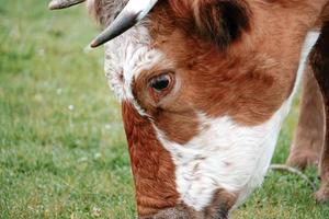 mooie bruine koe portret in de wei foto