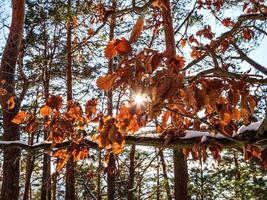 winterbos in de vogezen, frankrijk foto