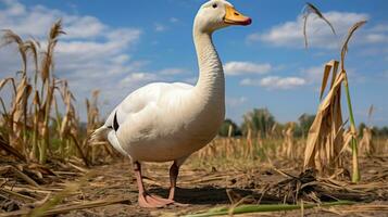 foto van een gans in de landbouwgrond. generatief ai