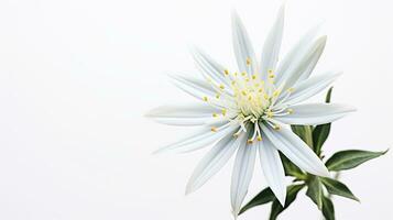 foto van mooi edelweiss bloem geïsoleerd Aan wit achtergrond. generatief ai