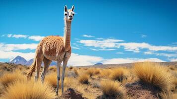 foto van een vicuna onder blauw lucht. generatief ai