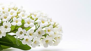 foto van mooi zoet alyssum bloem geïsoleerd Aan wit achtergrond. generatief ai