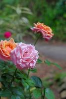 een close-up foto van een roos in twee kleuren, oranje en roze
