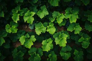 groen wijngaarden, druif plantages dichtbij omhoog. visie van bovenstaand foto