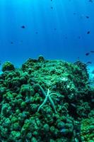 onderwaterscène met koraalrif, raya-eiland, phuket, thailand. foto