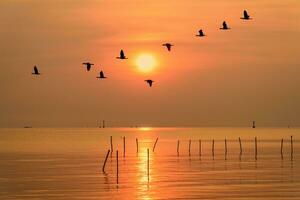 meeuwen vliegend in een lijn door de zon Bij zonsondergang foto