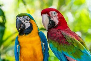 detailopname gezicht van ara kleurrijk vogelstand foto