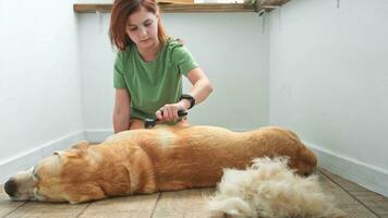 meisje kammen de haar- van haar labrador hond. probleem voorjaar rui huisdier. foto