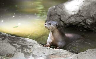 glad gecoat Otter foto