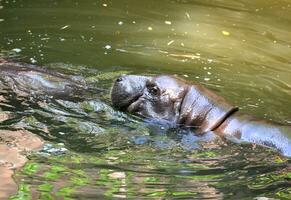 dwergnijlpaard in het water foto