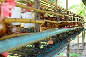 ei kip boerderij in landelijk Thailand foto