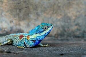 dichtbij omhoog blauw kameleon foto