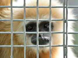 gibbon in kooi foto