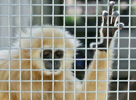 gibbon in kooi foto