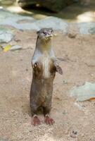 glad gecoat Otter foto