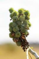 groen castor Boon fabriek foto