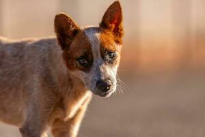 dier zoogdier hond in de straat foto