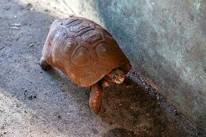 volwassen rood voeten schildpad foto