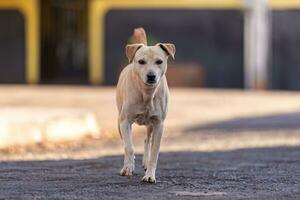 dier zoogdier hond in de straat foto