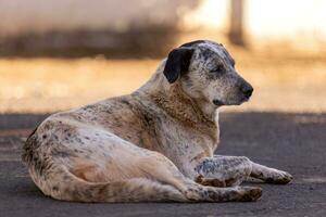 groot wit gemengd ras hond foto