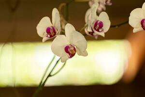 mot orchidee bloeiend fabriek foto