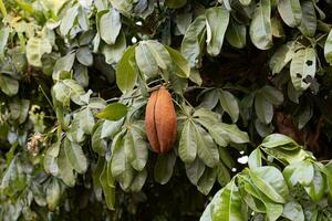 braziliaans voorziening boom fruit foto