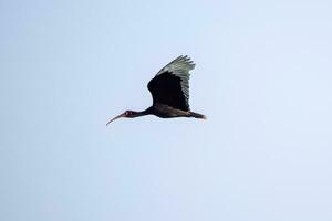 dier kaal geconfronteerd ibis in vlieg foto