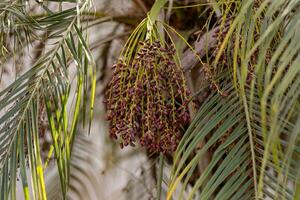 pygmee datum palm foto