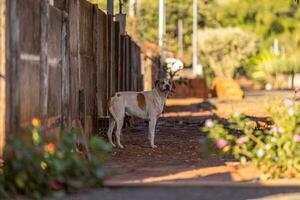 dier zoogdier hond in de straat foto