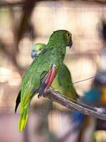 volwassen turkoois fronted papegaai gered herstellen voor vrij herintroductie foto