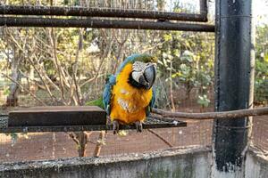 volwassen blauw-en-geel ara gered herstellen voor vrij herintroductie foto
