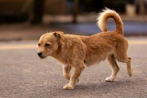 dier zoogdier hoektand verdwaald hond wandelen foto