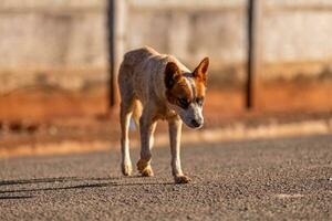 dier zoogdier hond in de straat foto