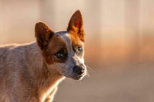 dier zoogdier hond in de straat foto