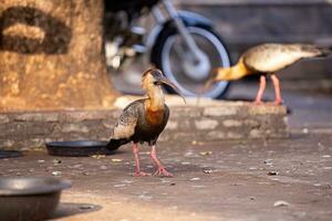 buff nek ibis foto