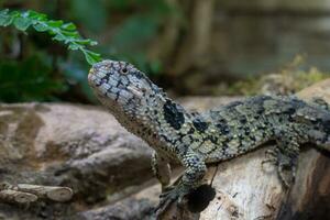 Chinese krokodil hagedis, shinisaus krokodilurus foto