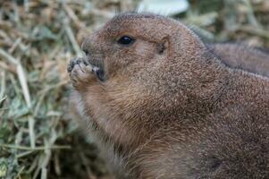 zwartstaart prairie hond, cynomys ludovicianus foto