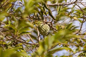 snoepzak groen fruit foto