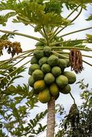 papajaboom met fruit foto