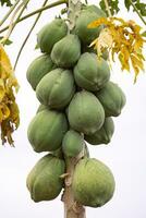 papajaboom met fruit foto