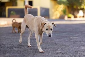 dier zoogdier hond in de straat foto