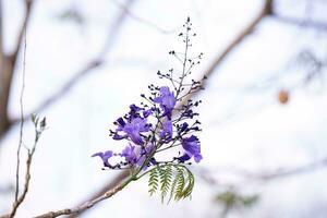 blauw jacaranda boom met bloemen en selectief focus foto