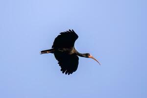 dier kaal geconfronteerd ibis in vlieg foto